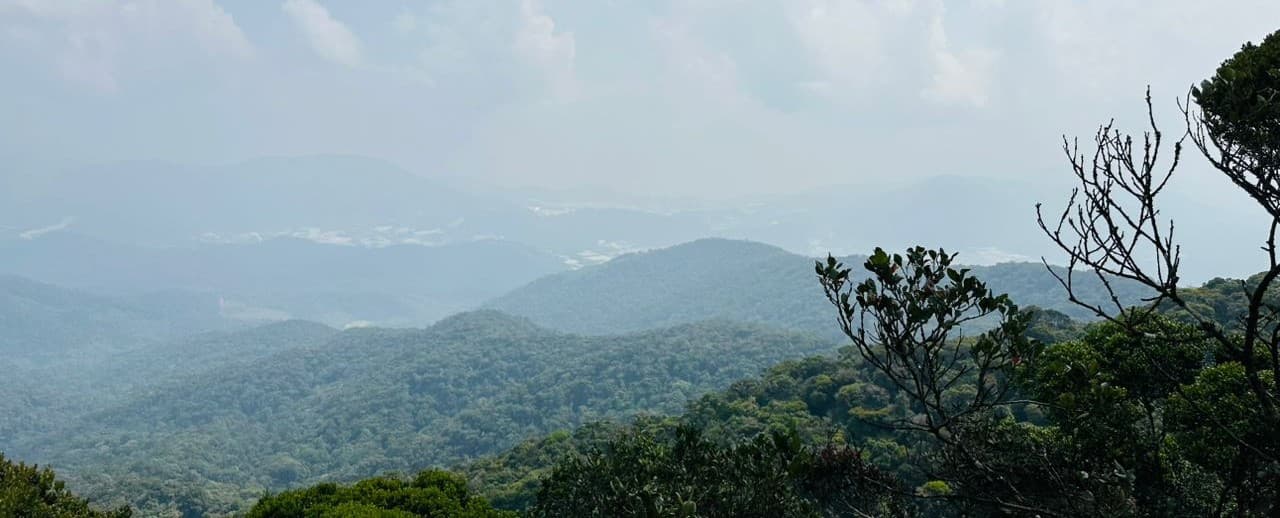 Mossy Forest Cameron Highlands - Ancient moss-covered trees